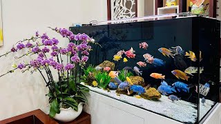 10 Incredible African Cichlids Tank  Most Beautiful Cichlid Varieties [upl. by Airdnua]