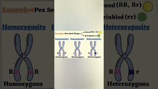 Homozygous amp Heterozygous genetics plantbreeding [upl. by Margeaux]