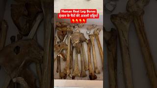 Human Real Leg Bones  इंसान के पैरों की असली हड्डियाँ  Hip Bone Femur Tibia amp Fibula shorts [upl. by Mick]