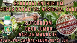 KOLEKSI SUPER KEREN DIKANDANG TERSEMBUNYI ANTHURIUM SUPER JUMBO  VARIGATA  DAN RARE [upl. by Leisam]