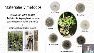 Oligómeros de Quitosano y extractos naturales como antifúngicos Enfermedades de la madera de la vid [upl. by Nnaxor]