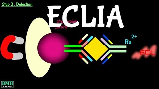 Electrochemiluminiscence Immuno Assay  ECLIA Immunoassay  Electrochemiluminiscence [upl. by Alyose]