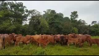 Ganado Brahman puro con registro [upl. by Dyol389]