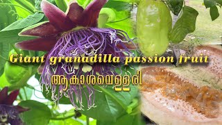 ആകാശവെള്ളരി Giant granadilla passion fruit [upl. by Airoled]