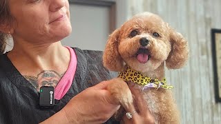 BichonPoodle mix dog grooming CUTE [upl. by Eiramasil]