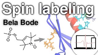 Spin labelling a pulse dipolar EPR practitioner’s perspective  Bela Bode [upl. by Yasibit]