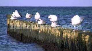 Stock Footage Europe Germany Baltic Sea Seagulls Ostsee Möwen Nature Meer Gaviota Travel Urlaub [upl. by Ezeerb]