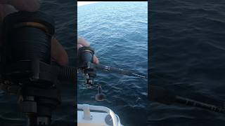 Halibutfishing  Kveitefiske fishing fiske viralvideo foryou foxnfishing monsterfish [upl. by Droflim120]