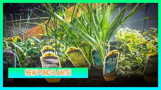 NEW POND PLANTS IN STOCK AND MICRO POND UPDATE [upl. by Letram55]