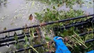 A Model 5012 LP VersiDredge® in Mexico Water Hyacinth Removal [upl. by Noyart351]