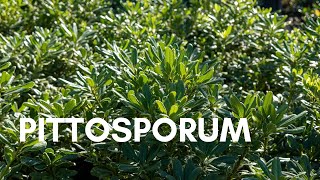 Pittosporum [upl. by Solorac]