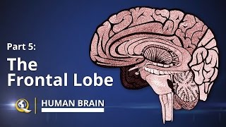 Frontal Lobe  Human Brain Series  Part 5 [upl. by Cunningham]