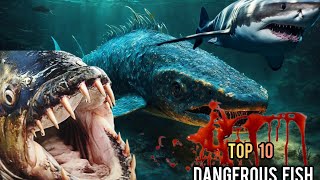 The 10 most dangerous fish in the world [upl. by Ahsinyar]