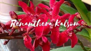 Renanthera Kalsom Red Dragon Orchid  Home Garden [upl. by Vilhelmina]