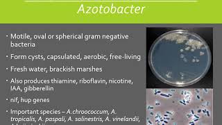 Biological Nitrogen Fixation  Types [upl. by Clarissa373]