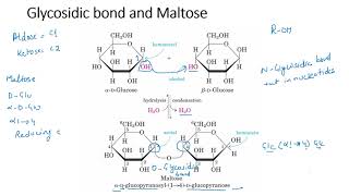 Disaccharides [upl. by Dier]