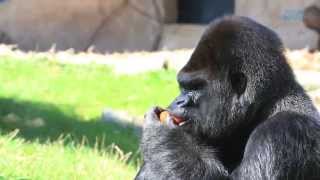 Episode 13  repas de gorilles et lionceaux en famille Beauval un œil en coulisse [upl. by Benkley]