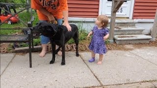 Dog Attacking Visitors  Dog Whispering BIG CHUCK MCBRIDE  DOG INTERVENTION [upl. by Eatnoed]