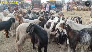 Eidgah Srinagar Abuzz with Sacrificial Animals Ahead of EidulAzha  KNS [upl. by Haziza]