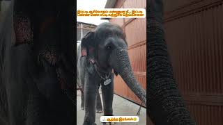 tiruchendur elephant ஆழ்ந்த இரங்கல் 😥ஒரு நிமிஷத்துல அவரு உசுற எடுதுட தெய்வானை ytshorts tamil [upl. by Tanney]