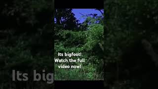 The bigfoot movie [upl. by Aihsenek]