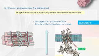 CYTOLOGIE LES ORGANITES INTRACELLULAIRES le système endomembranaire [upl. by Reisfield538]