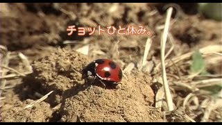 てんとう虫の散歩（Ladybug Stroll） [upl. by Nathanoj266]