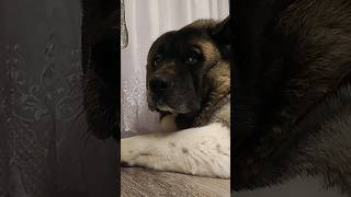 Lazy American Akita Living the Dream  Adorable Dog Moments shorts akita americanakita [upl. by Allimaj269]