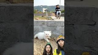 yavru kedi kitten trending cutecat cat [upl. by Michale]