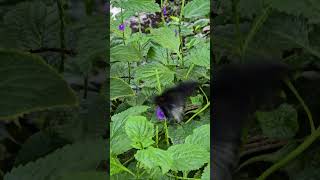 Cambridge Butterfly Conservatory  Butterflies Fluttering [upl. by Attelrahc]