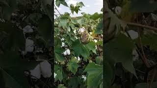 Texas Cotton Field [upl. by Holna]