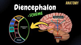 Diencephalon Anatomy Thalamus Epithalamus Subthalamus Metathalamus Hypothalamus [upl. by Maggee462]