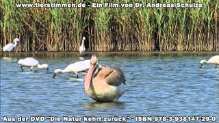 Die Vogelwelt am VistonidaSee in Thrakien [upl. by Ymma]