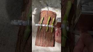 Really usefull techniques grafting dendrobium plant on wood short [upl. by Rasaec]