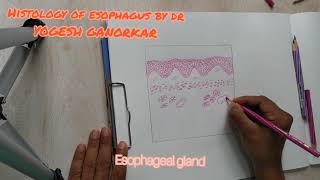 HOW TO DRAW HISTOLOGICAL DIAGRAM OF OESOPHAGUS BY DR YOGESH GANORKAR [upl. by Ortensia]