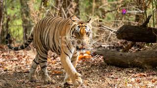 Indias 2022 Tiger Census viralvideo tiger tigerreserve [upl. by Runck]