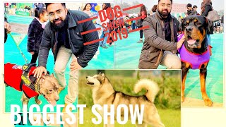 Delhi dog show 2019 Tiktok star Brody American bullyRottwilerAlaskanMalamuteRupalchaudharyfilms [upl. by Onibla148]