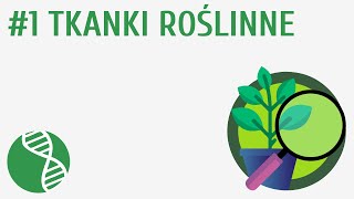 Tkanki roślinne 1  Tkanki [upl. by Lewendal299]