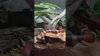 My Pueblan Milk Snake checking out his new bioactive enclosure snakes reptiles bioactive shorts [upl. by Qifahs]