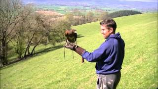 Afternoon Flight of a Harris Hawk [upl. by Shulman]