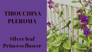 Silver Leaf Princess Flower Tibouchina  Pleroma Heteromallum  The Practical Gardener [upl. by Aicargatla]