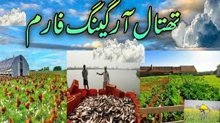 Thathal Organic farm  fishing hunting and fully Organic farm  Pakistan first 100  Organic farm [upl. by Munmro198]