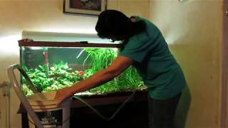 How to easily vacuum the gravel in a planted aquarium [upl. by Halda161]