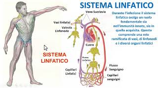 IL SISTEMA LINFATICO [upl. by Yeclek]