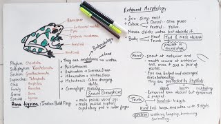 Morphology Of Frog Class 11 [upl. by Sherwin]