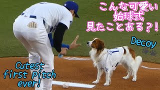 デコピン始球式とか！可愛すぎる！！！🐶FIRST PITCH BY DECOY [upl. by Natan]