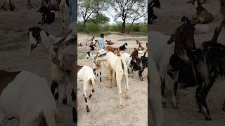 Goats Checking Love time animals [upl. by Ing]