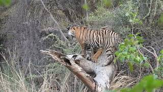 Tiger Climb On Tree amp Play There Long Time  Ranthambhore Tiger Reserve [upl. by Amilas478]