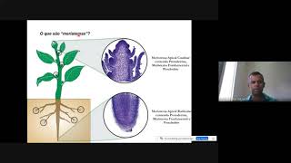 Meristemas e Desenvolvimento da Planta [upl. by Ellehctim]