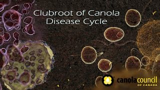 Clubroot of Canola Disease Cycle [upl. by Hannon]